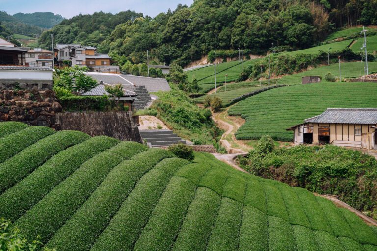roadtrip door Japan – reizen in Japan – Japans landschap – natuur in Japan – cultuur in Japan – traditionele Japanse architectuur – Japanse tempel – streetfood in Japan – Japanse bergen – reizen met de auto in Japan – lokale ervaringen Japan – authentiek Japan – verborgen plekken Japan – Japanse stad – landelijke Japan – Japan in de herfst – Japan in de lente – avontuurlijke reis Japan – uitzicht in Japan – Japan Nomads reis
