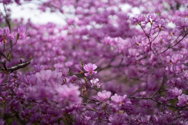 Japan Nomads - Japan roadtrip - Japan rondreis - Japan autoreis - Reis Japan